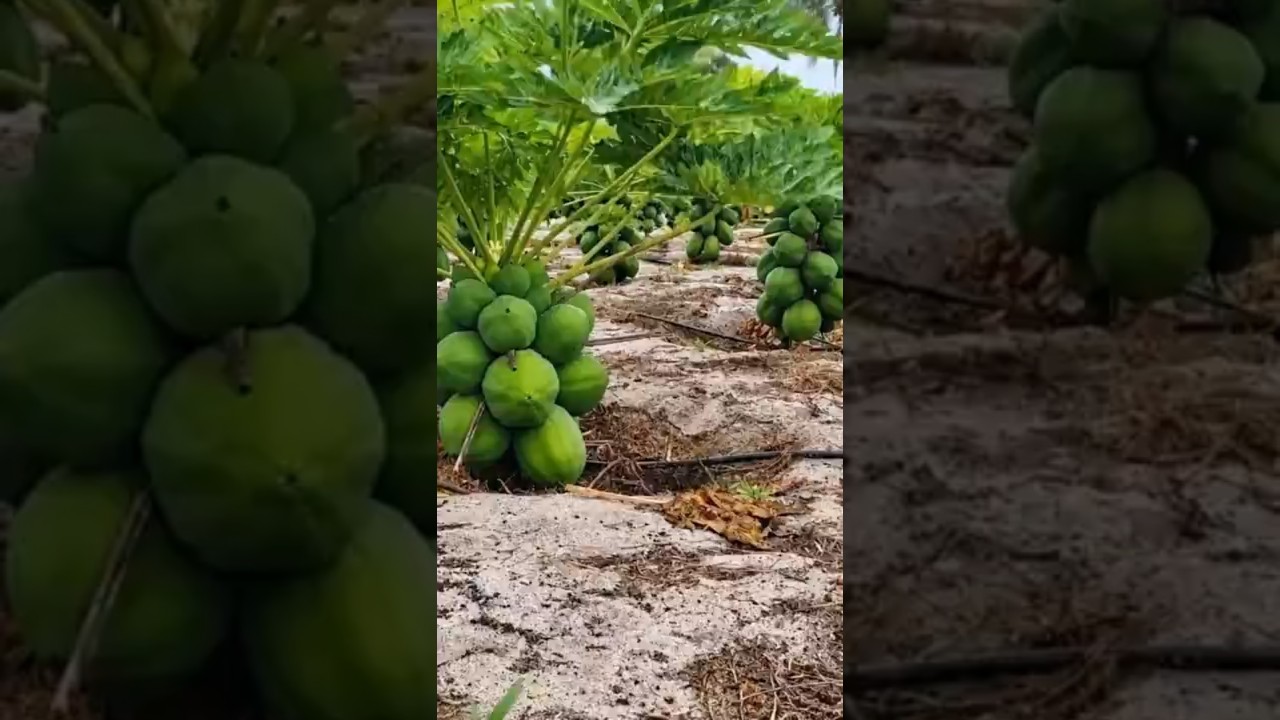 Pawpaw Seeds and Fruits - Dwarf