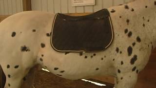 Kavallerie Gel Pad Review | Holistic Horse Trainer Missy Wryn