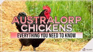 Australorp Chickens Everything You Need To Know
