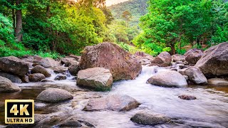 Spring Ambience Music with Beautiful Nature - Natural Dreams Music for Relaxation - Aerial Nature 4k