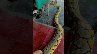 Keluarin dulu #indonesia #reticulatedpython #pythonsnake #reticulatuspython
