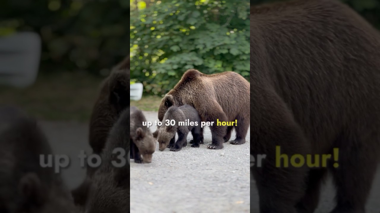 Top 5 Biggest Predators | Wildlife Facts