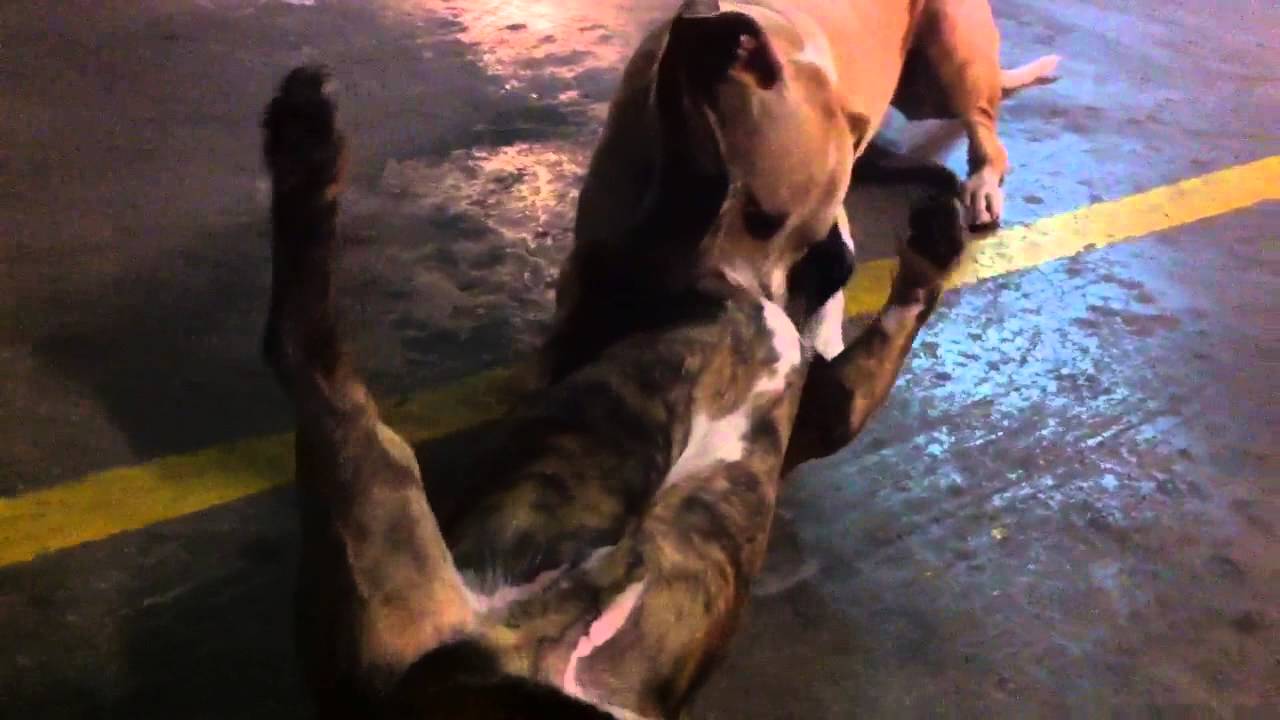 American Pitbull Terrier Attacks 