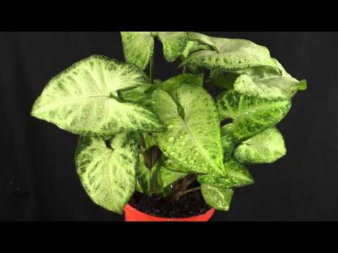 Video: Syngonium: Al Die Nuanses Van Die Versorging Van 'n Plant Tuis + Foto's En Video's