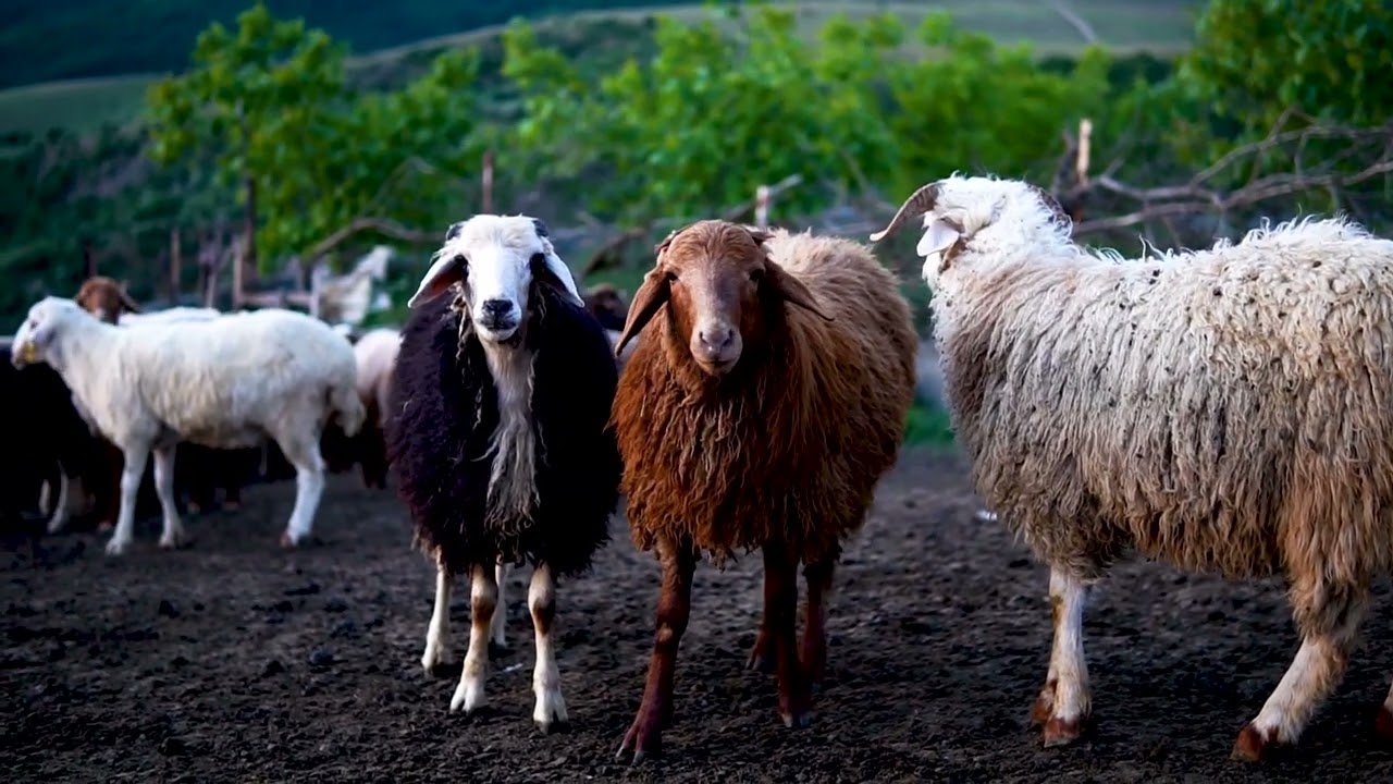 первозданная природа КОЧЕВОЙ ЖИЗНИ В ИРАНЕ | Расслабьтесь лучше от IRAN TRADITIONALEPIC NATURE