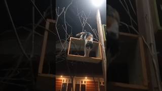Kucing Meow Suka Olahraga Parkour Bergerak Cepat Dan Efisien Natural