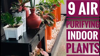 9 Indoor Plants To purify Your Home | വീടിനുള്ളിലെ വായു ശുദ്ദികരിക്കുന്ന ചെടികൾ(malayalam)