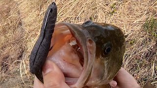 【バス釣り】カバースキャットでデカバス！！やはり冬に効く！