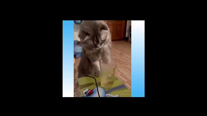 A Cute Cat Broke The Glass 😭 #shorts