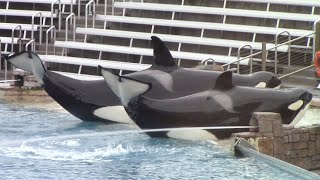 Orkid and Shouka Training Session - SeaWorld San Diego - February 1, 2022