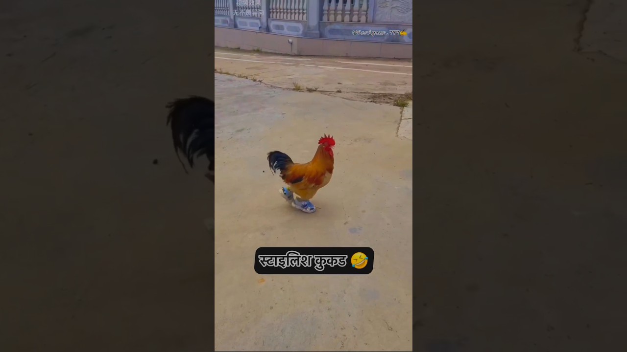 funny comedy video || Sagar saw funny comedy 🤣😃😛 || funny video 