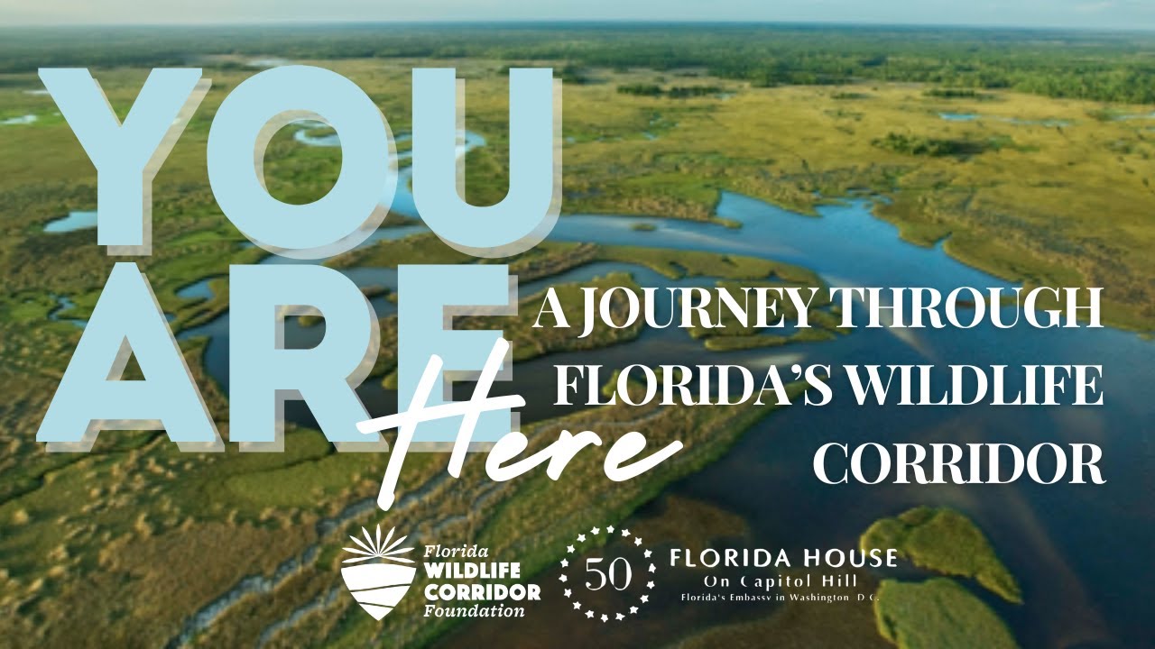 You Are Here: A Journey Through Florida's Wildlife Corridor