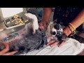 ВЛОГ Стерилизация собаки, пиометра у собак | Чихуахуа Софи