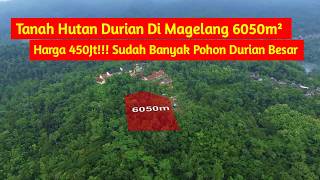Durian Forest Land for Sale in Magelang, 6,050m², Priced at IDR 450 Million! Many Large Durian Tr...