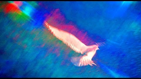 Thumbnail of Bird (Susan Lewis Wright)