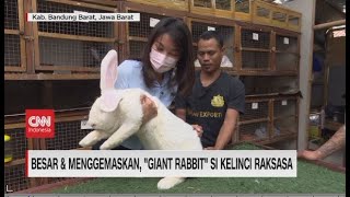 Besar & Menggemaskan, 'Giant Rabbit' Si Kelinci Raksasa