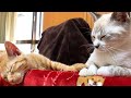 保護子猫リノ♥遊びたいけど眠～い子猫達が可愛い♡
