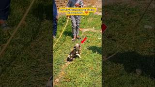 I Couldn't Ignore This Crying Puppy 💔 #pets #puppy #rescue