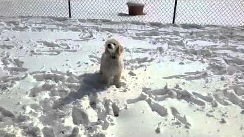 Snow Fun