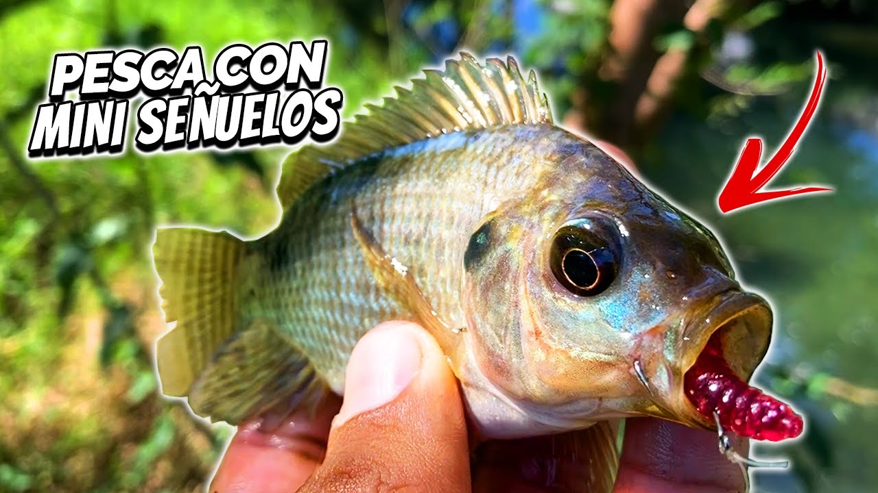 Pescando con INSECTOS de PLASTICO