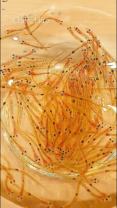 Do you know what kind of fish it is? #japan #shorts #シロウオ #icegoby