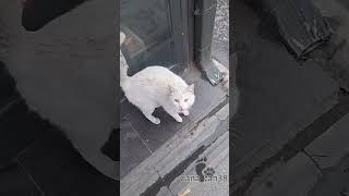 Ah bim ablaları #cats #cumartesi #kedi #katze #gato #asmr #बिल्ली #猫 #dua #destek #keşfet #merhamet