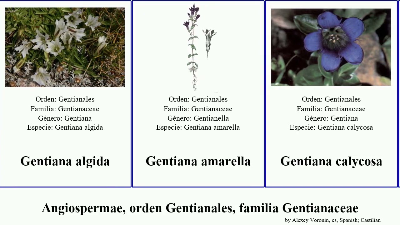 Angiospermae, orden Gentianales, familia Gentianaceae frasera las planta occidentalis decora