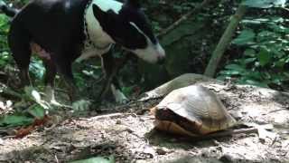 Vicious Bullterrier Attacks Turtle