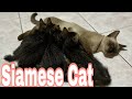 My Siamese cat giving birth の動画、YouTube動画。