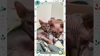 Этот нежный взгляд любви💓 #любовь #кот #котики #нежность #love #cat