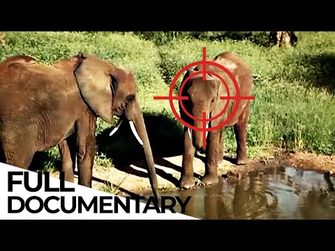 How Poaching and Wildlife Trafficking Works