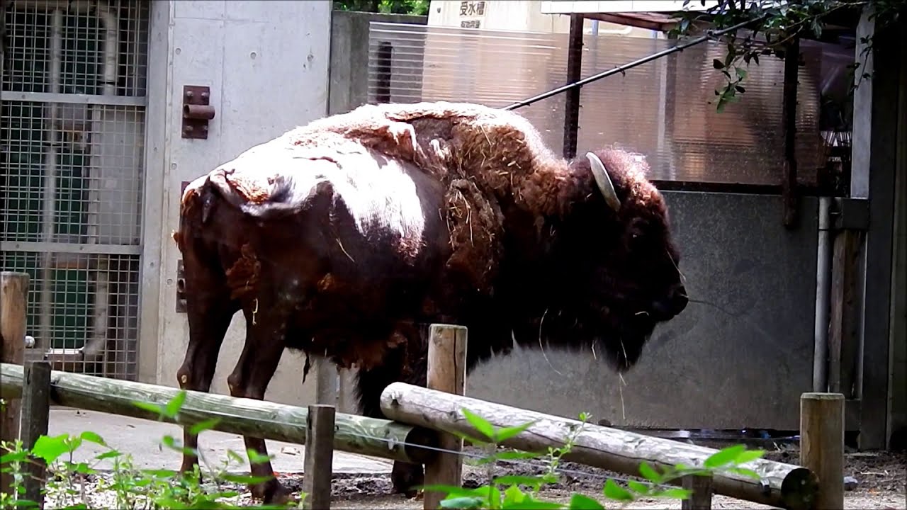 ヒートさん ラテちゃん オーレくん American Bison Youtube