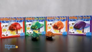 Funtastic Robotics Series Sunny the Robot from The Young Scientists Club