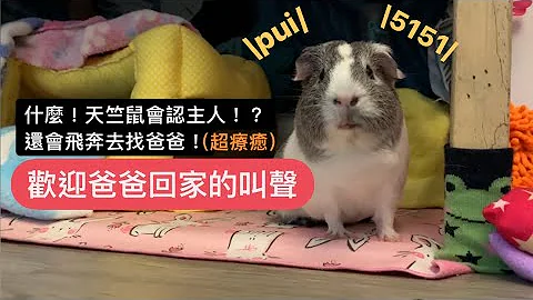 《天竺鼠夫妻肥肉》欢迎爸爸回家 5151的叫声好可爱🔊 - 天天要闻