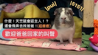 天竺鼠 Youtube 天竺鼠 Youtube