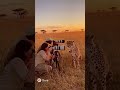 Cheetah Sneaks Up on Wildlife Photographers!