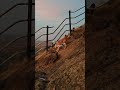 Beautiful Mountain Morning with Wild Monkeys | Nature Cinematic Video