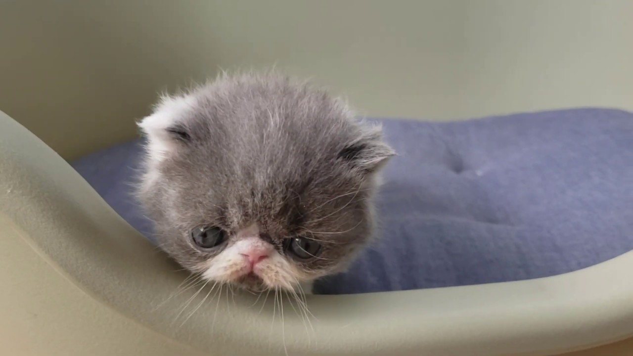 Jintのエキゾチック