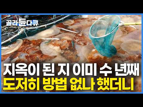 먹지도 못하는 게 도저히 방법 없나 했는데 '반전'｜천적도 없이 전국 바다에 수천 <strong>수만</strong> 마리 번식하더니｜해파리와의 전쟁｜극한직업｜#골라듄다큐