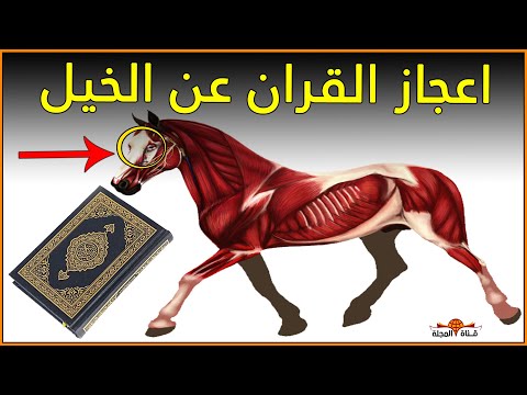 عدد قلوب الحصان