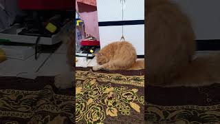 funny cats #74 #cats #cute #pets #meow #instacat #catlover #kittensofinstagram #animaloveras