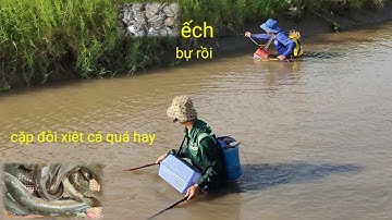 cặp đôi xiệt cá lóc ếch chuột mùa lúa trổ bông quá hay nhiều cá lóc đồng