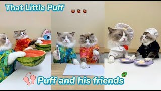 Puff and Friends: A Furry Tale of Friendship and Fun Adventures!