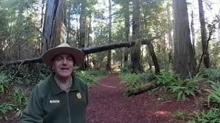 Old-Growth Redwoods' Role in Fighting Climate Change.