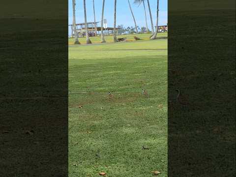 Blacksmith Blackwings A K A Blacksmith Plovers Spotted In Hilo Hawaii HI