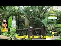 The humid plant house/hongkong park..