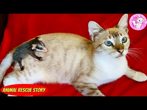 Vídeo: Un possum és una bona mascota?