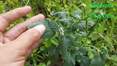 🔴 Chữa đau xương khớp, nhức mỏi gối, viêm da cơ địa, tổ đĩa bằng cây vòi voi và lưu ý quan trọng