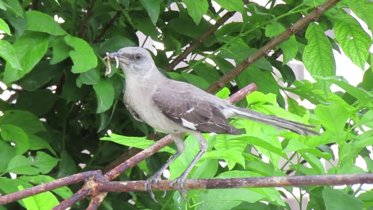 mockingbird with food for baby YouTube