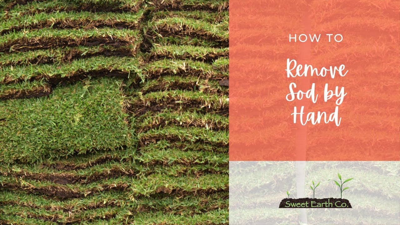 How to Remove Sod by Hand YouTube